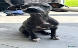 Italian Greyhound dogs for sale: Kc registered Italian greyhounds  - Image 8