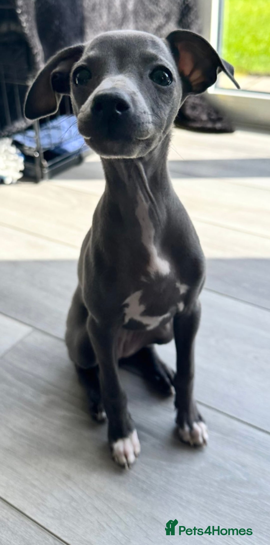 Italian Greyhound dogs for sale: Kc registered Italian greyhounds  - Image 8