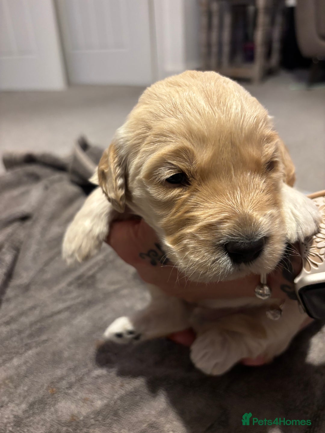 Mini Goldendoodle dogs for sale: F2 mini golden doodle puppies.  - Advert 20