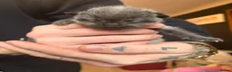 Mixed Breed cats for sale: Ragdoll x DSH kittens - Advert 9