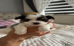 Biewer Terrier dogs for sale: Biewer terrier male puppies for sale - Image 6