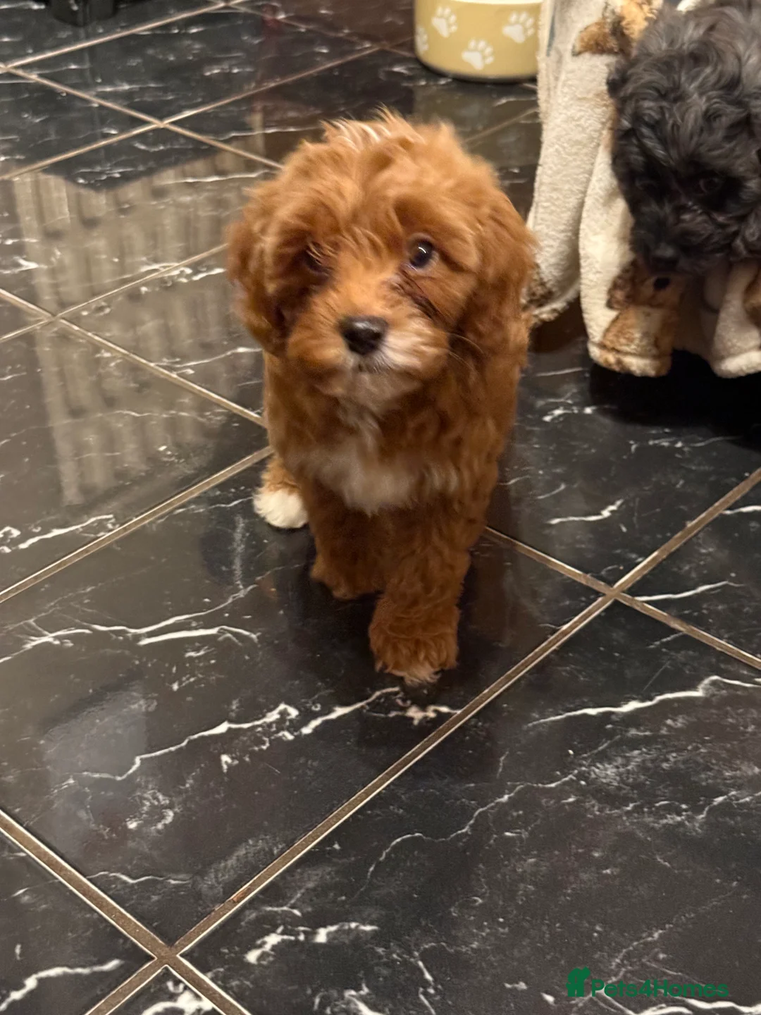 Cavapoo dogs for sale: 5 pups for sale - Advert 23