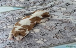 Cavalier King Charles Spaniel dogs for sale: Fully health tested included MRI scan  - Image 10