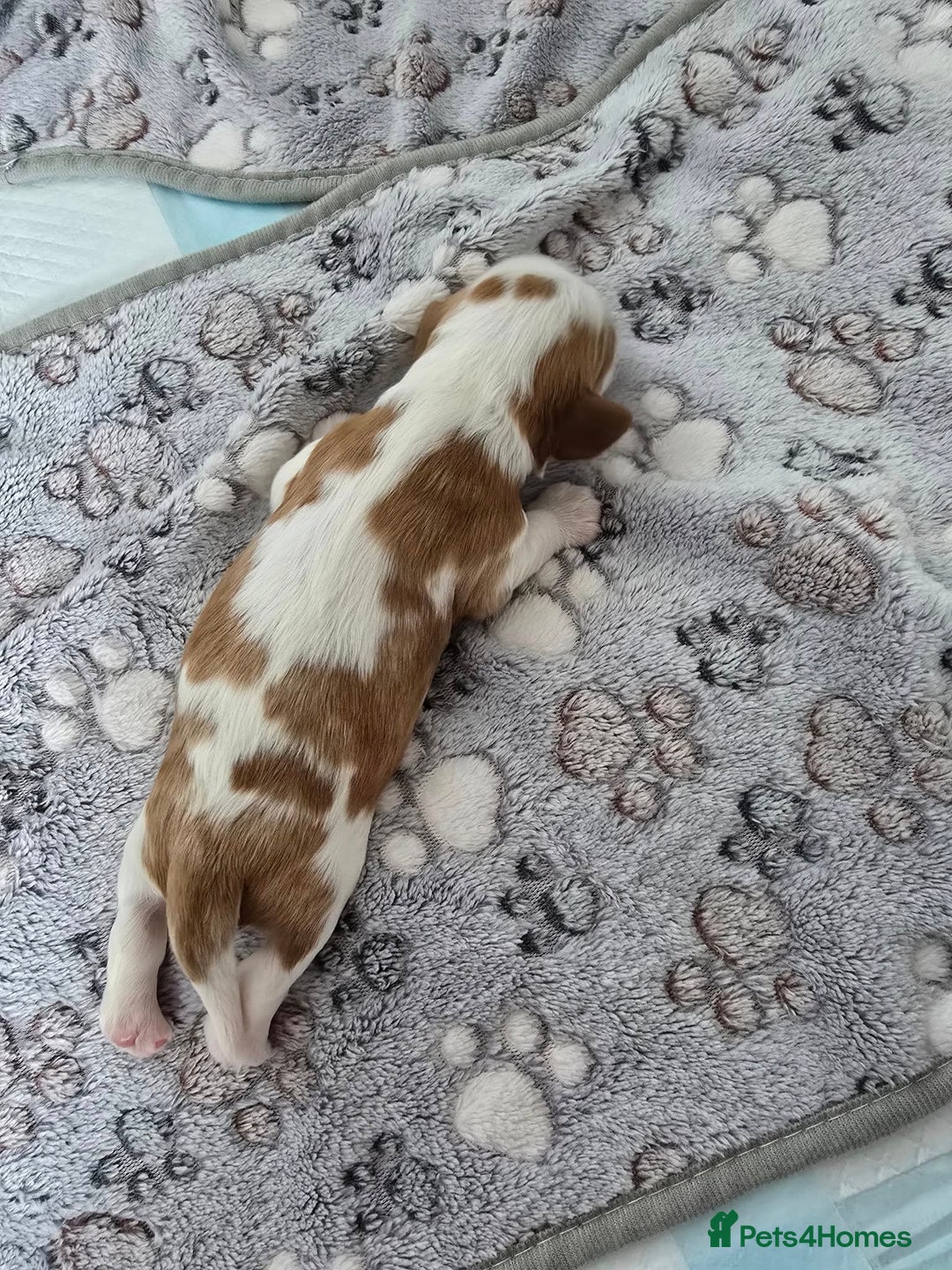 Cavalier King Charles Spaniel dogs for sale: Fully health tested included MRI scan  - Image 10