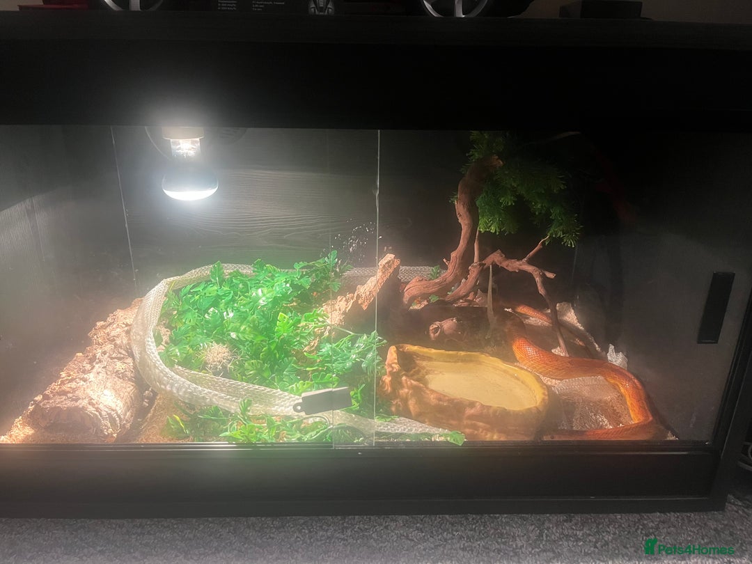Corn Snake reptiles for sale: 5 Year Old Corn Snake - Image 4