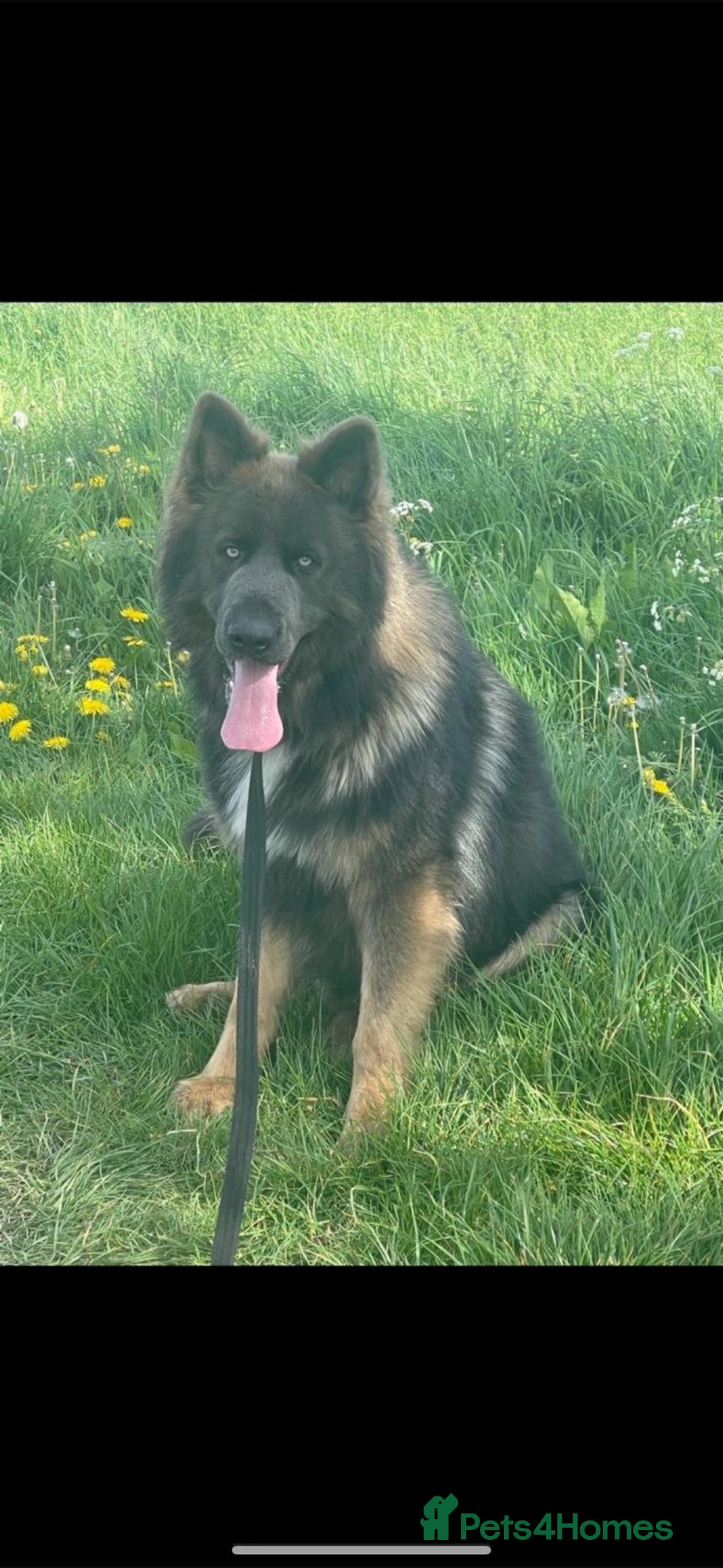 German Shepherd dogs for sale: Blue eyed long hair, blue German shepherds - Advert 28