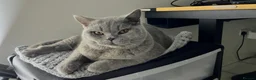 British Shorthair cats for sale: Beautiful BSH looking for a loving home  - Advert 4
