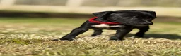 Mixed Breed dogs for sale: Staffy cross Spreagle - Advert 13