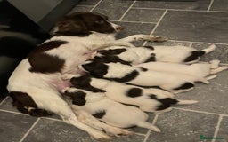 English Springer Spaniel dogs for sale: Kc reg working springer spaniel  - Image 9