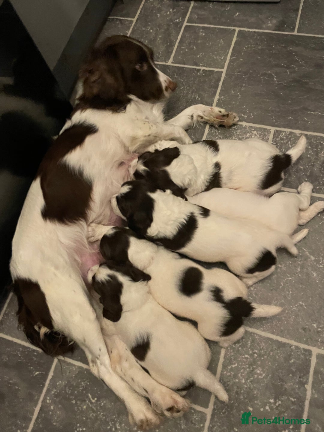 English Springer Spaniel dogs for sale: Kc reg working springer spaniel  - Image 9