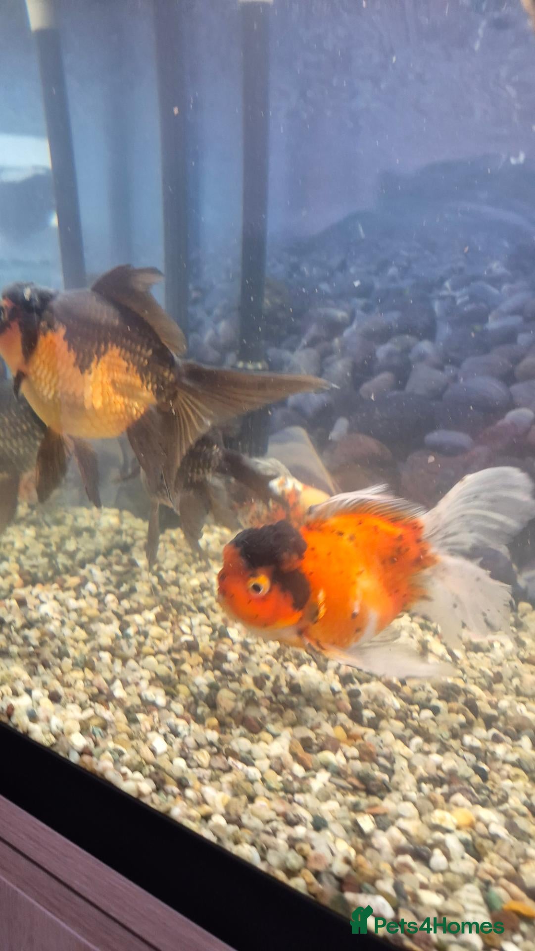 Fancy Goldfish fish Giant Oranda  - Advert 10