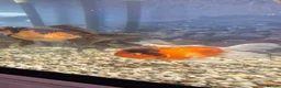 Fancy Goldfish fish for sale: Giant Oranda  - Advert 1