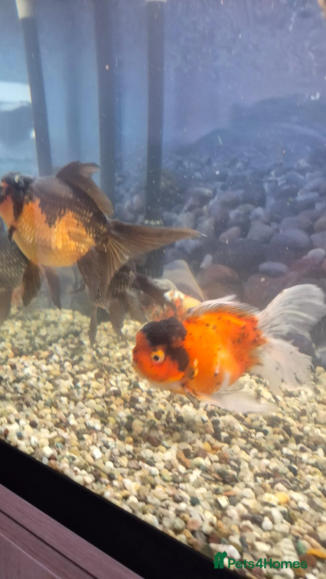 Fancy Goldfish fish for sale: Giant Oranda  - Advert 1