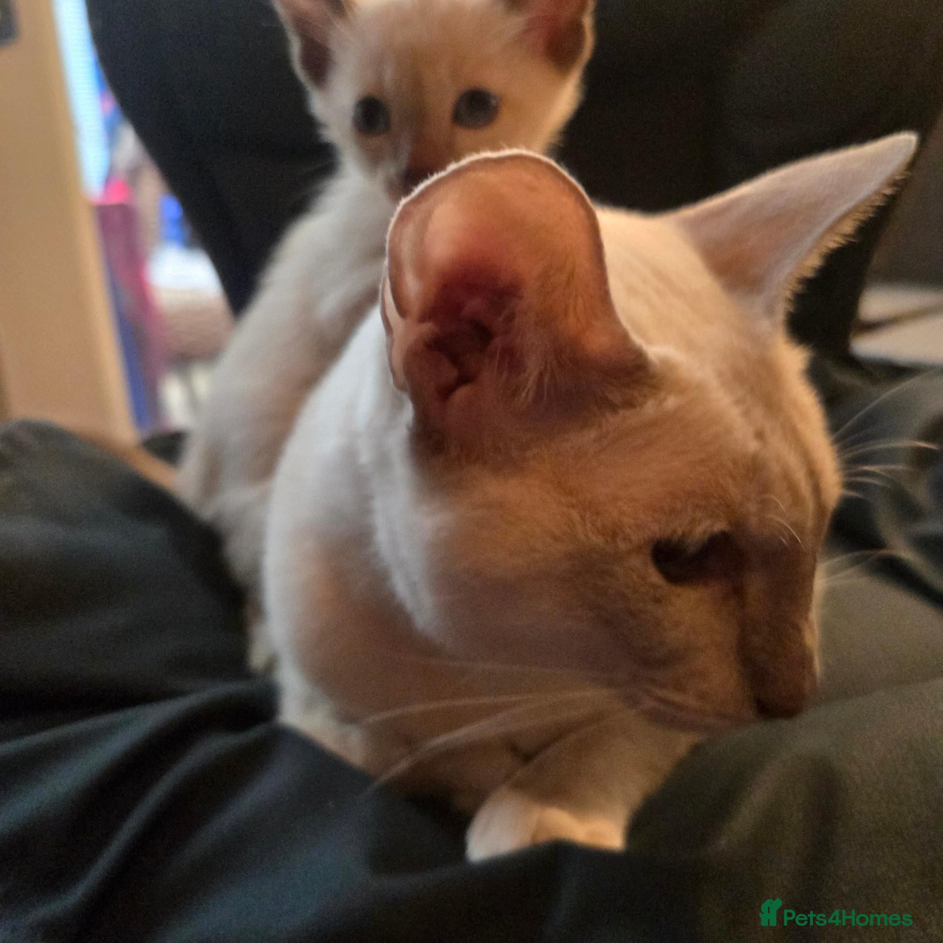 Siamese cats Outstanding quality pedigree lines, registered  - Advert 2