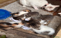 Mixed Breed cats for sale: Kittens for sale - Image 3