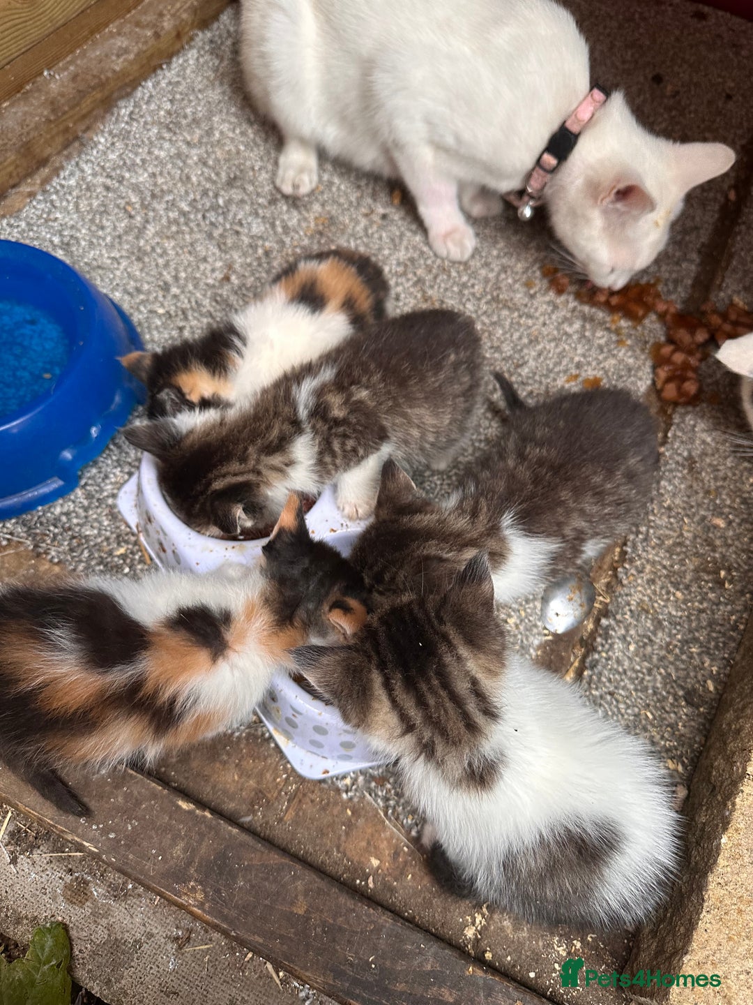Mixed Breed cats for sale: Kittens for sale - Image 3