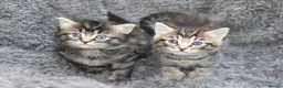 Mixed Breed cats for sale: Beautiful Kittens - Advert 2