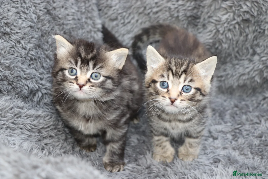 Mixed Breed cats for sale: Beautiful Kittens - Advert 2