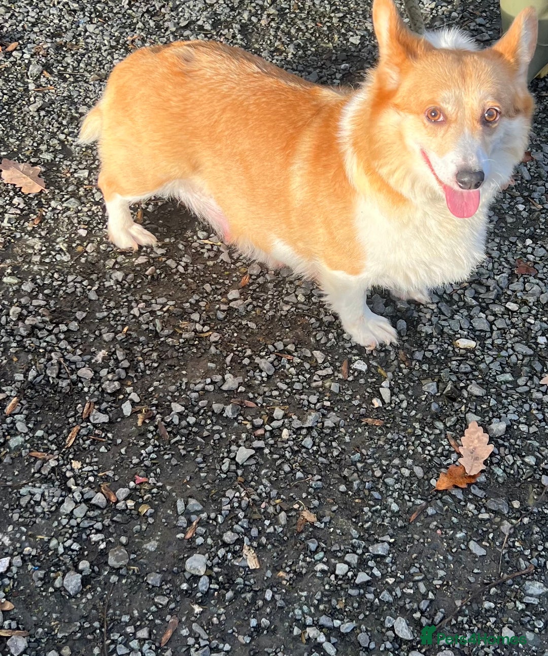 Welsh Corgi Pembroke dogs for sale: Corgi puppies, 2 brothers.  - Advert 12