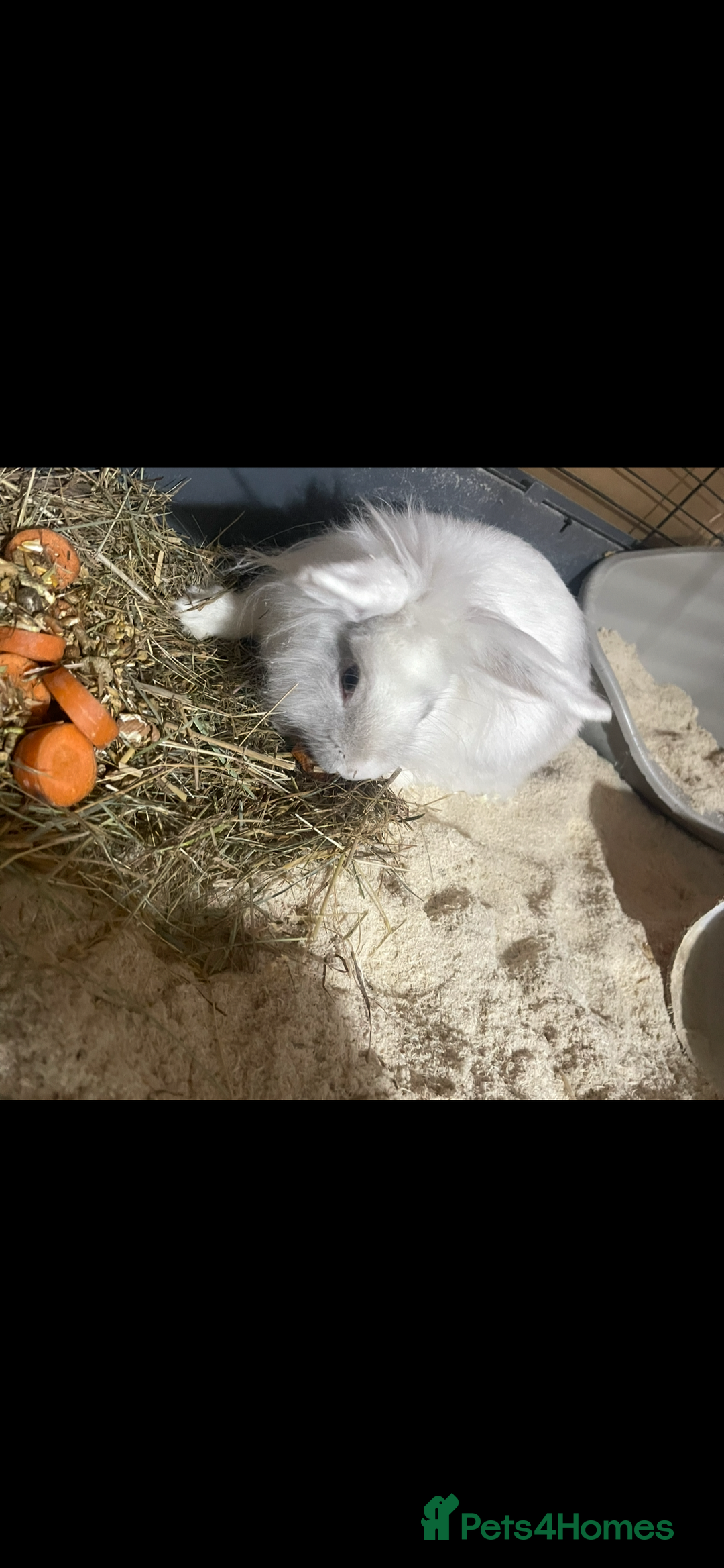 Lionhead rabbits for sale: 2 Lionhead bunnies for sale  - Image 8