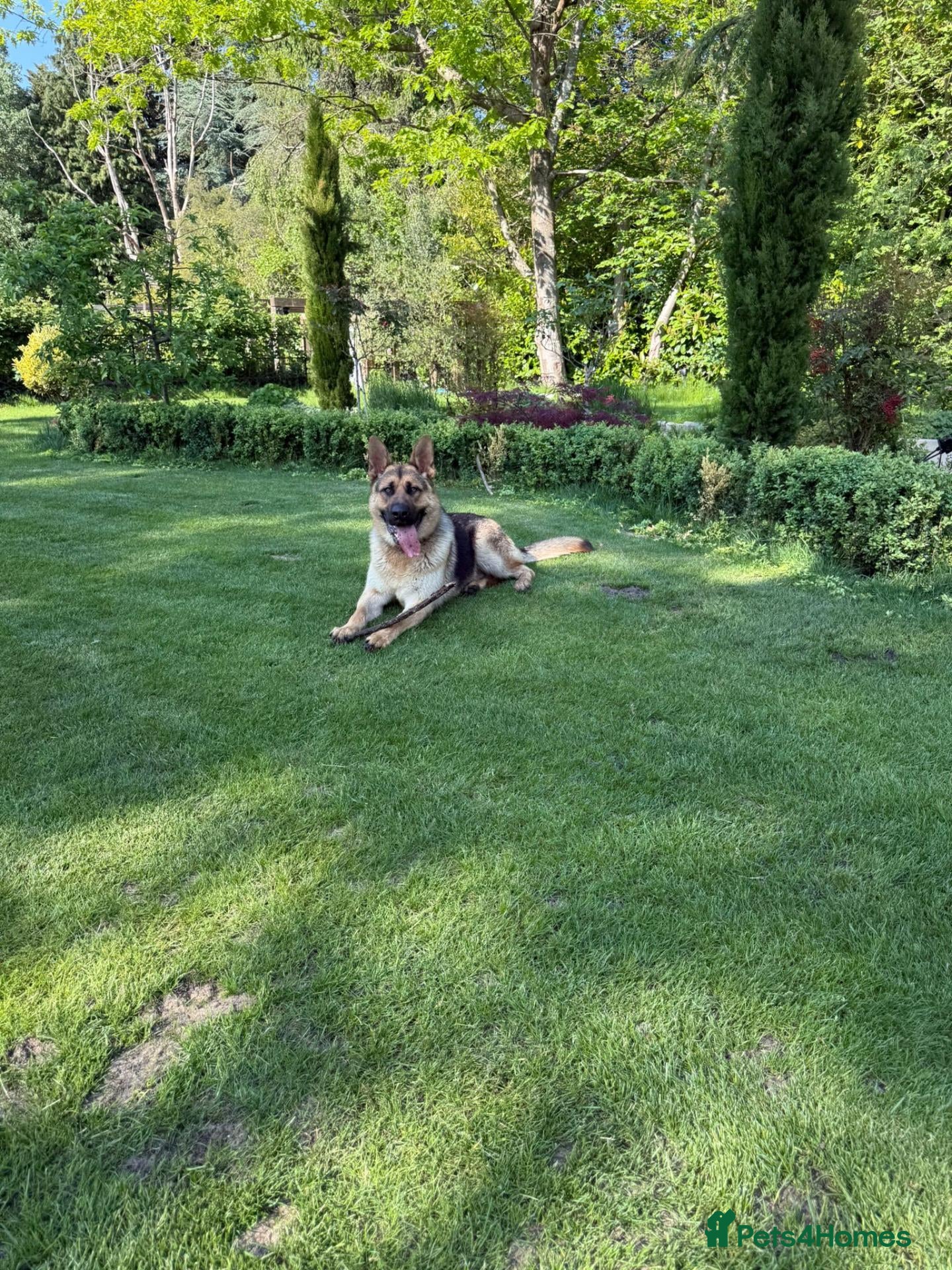 German Shepherd dogs Pedigree GSD brothers - Reluctant Sale - Advert 1