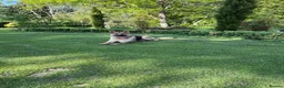 German Shepherd dogs for sale: Pedigree GSD brothers - Reluctant Sale in Tadworth - Advert 1