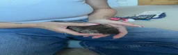 Rat rodents for sale: 4 male rats with complete set up  - Advert 19