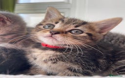 British Shorthair cats for sale: Beautiful kittens❤️ - Image 5