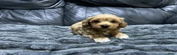 Maltipoo dogs for sale: ❤️🐶 Beautiful maltipoo litter 🐶❤️ - Advert 8