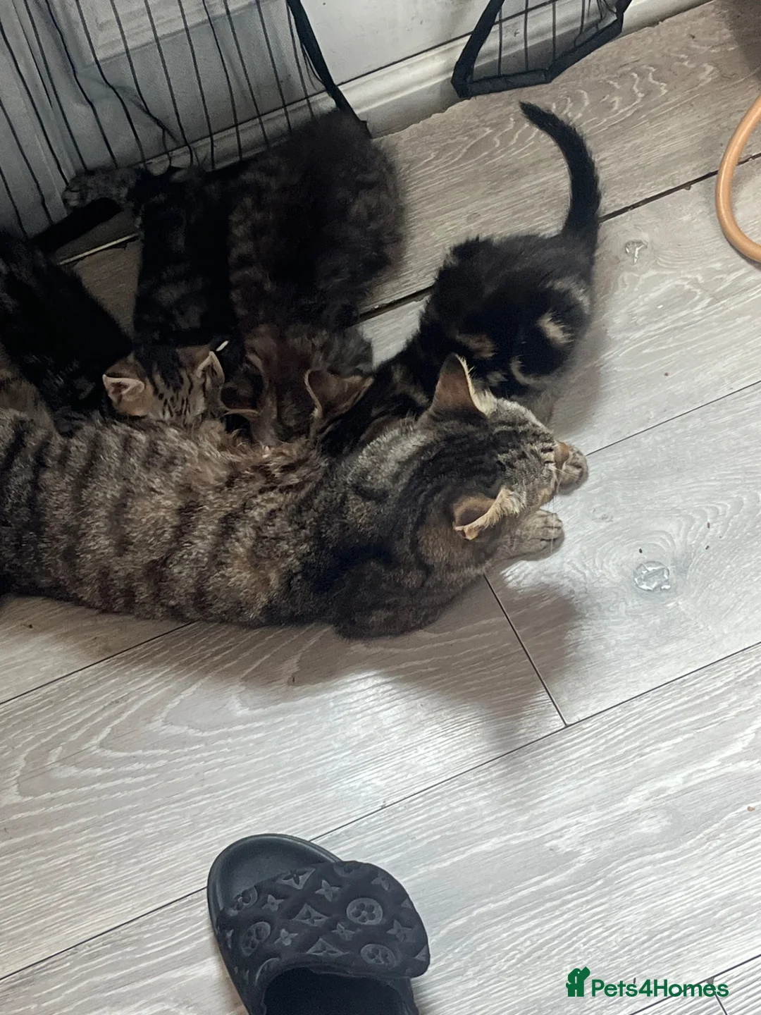 Mixed Breed cats for sale: Adorable kittens for sale  - Advert 1