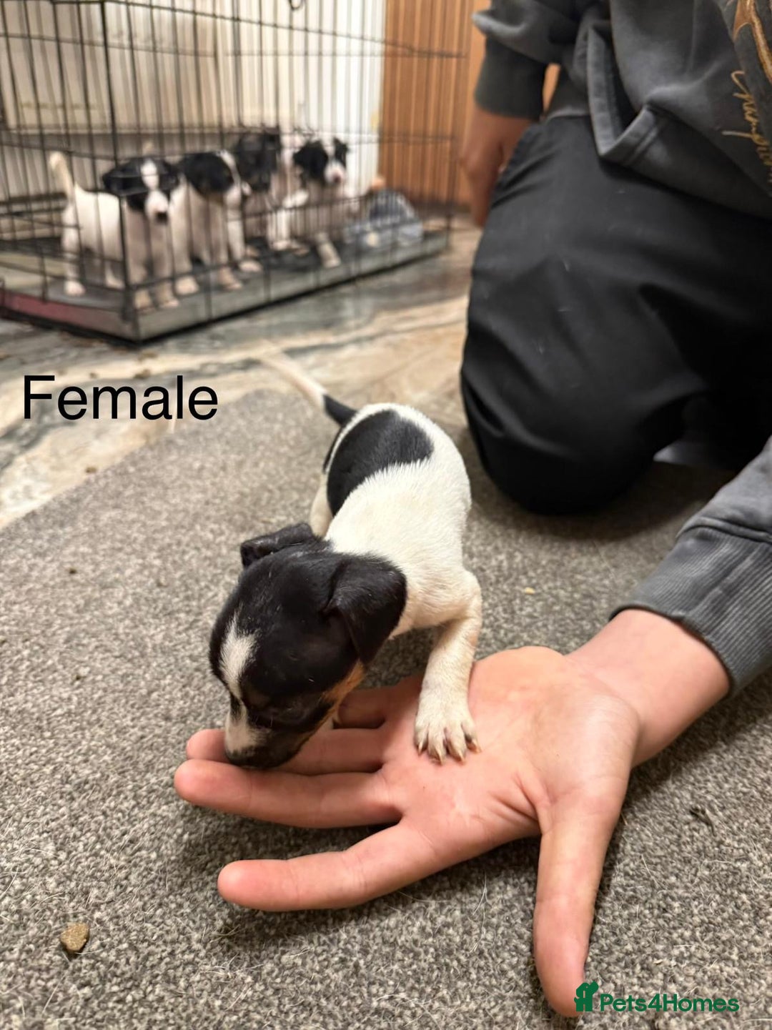 Jack Russell dogs for sale: Puppies  - Advert 13