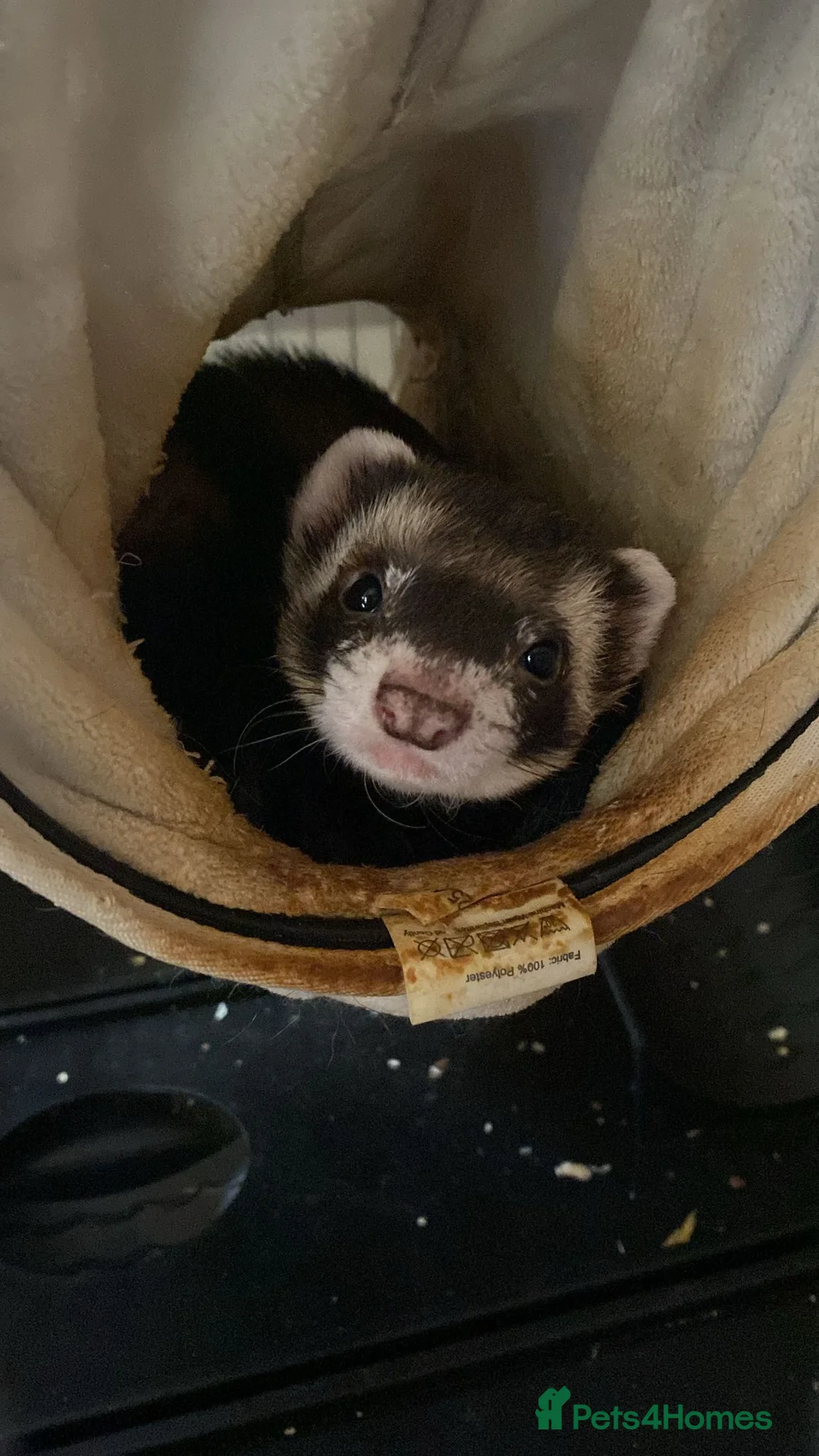 Ferret rodents for sale: Two male ferrets looking for a new home. - Advert 2