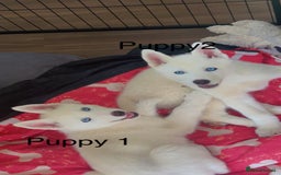 Siberian Husky dogs for sale: Beautiful Blue Eyes Siberian Husky 😍  - Image 1