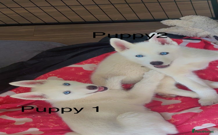 Siberian Husky dogs - Advert 1