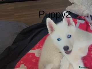 Siberian Husky dogs - Advert 20