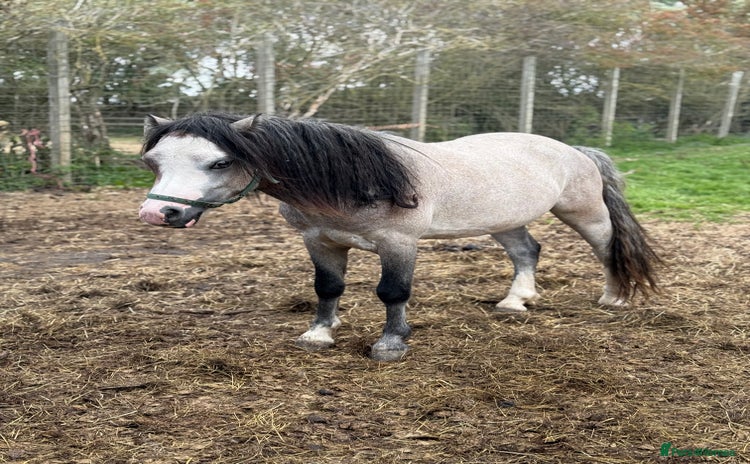 Welsh Section A horses - Advert 1