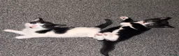 Mixed Breed cats for sale: Kittens for sale  in Musselburgh - Advert 3