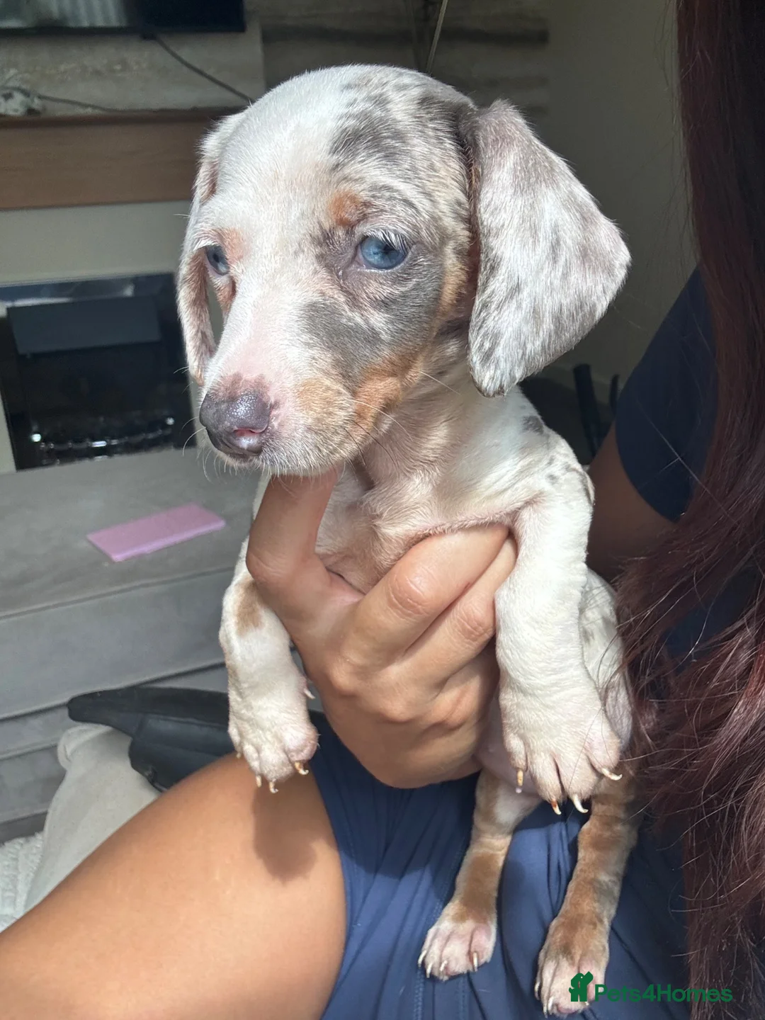 Miniature Dachshund dogs for sale: miniature dashchund - Advert 1