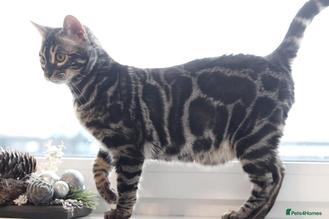 Bengal cats for stud: OUTSTANDING SILVER CHARCOAL BENGAL STUD - Image 13