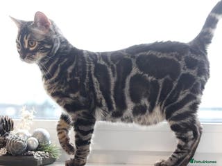 Bengal cats OUTSTANDING SILVER CHARCOAL BENGAL STUD - Advert 4