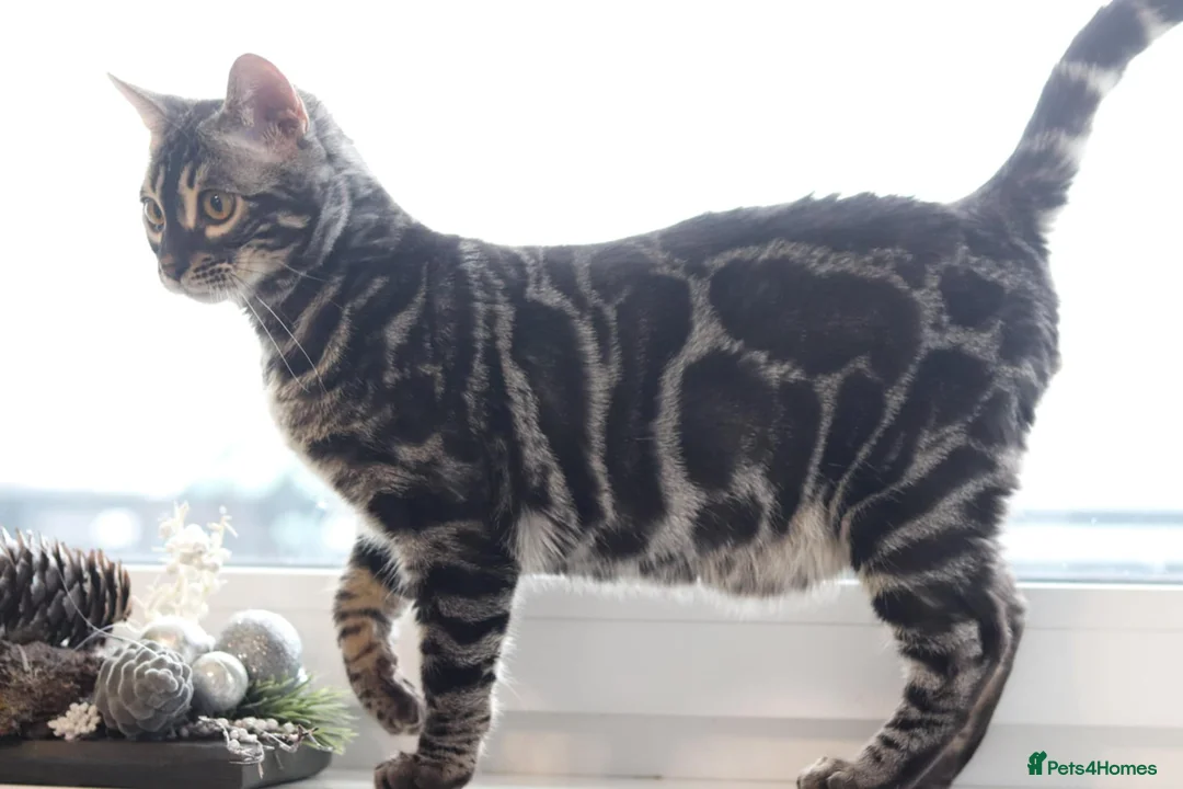 Bengal cats for stud: OUTSTANDING SILVER CHARCOAL BENGAL STUD - Advert 1