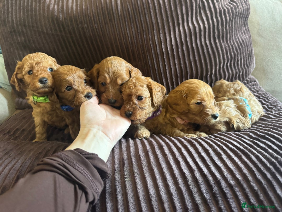 Cavapoo dogs for sale: Toy cavapoo  - Advert 6