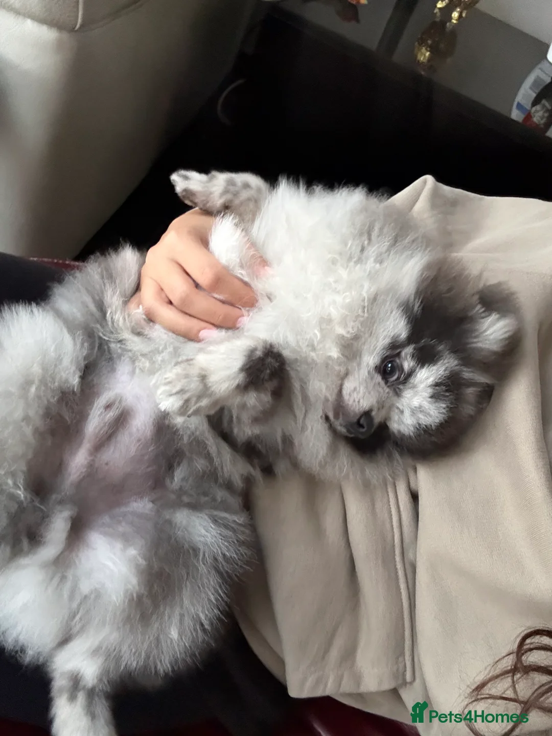 Pomeranian dogs for stud: Stud duties - Advert 2