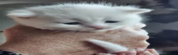 British Longhair cats for sale: BLH AND BSH kittens - Advert 34
