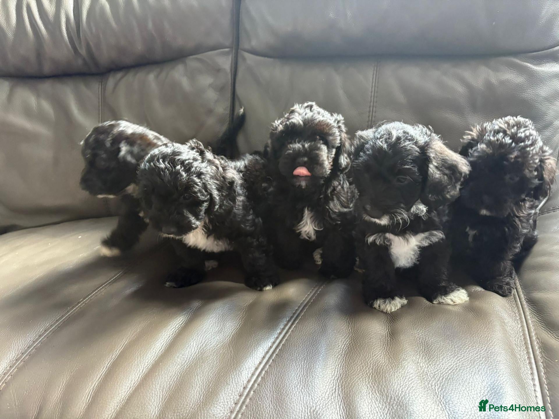 Yorkiepoo dogs Gorgeous YORKIEPOO puppys - Advert 1