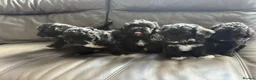 Yorkiepoo dogs for sale: Gorgeous YORKIEPOO puppys - Advert 1
