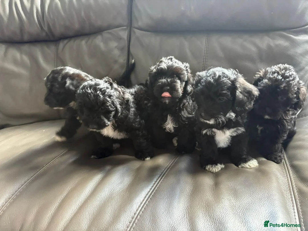 Yorkiepoo dogs for sale: Gorgeous YORKIEPOO puppys - Advert 1