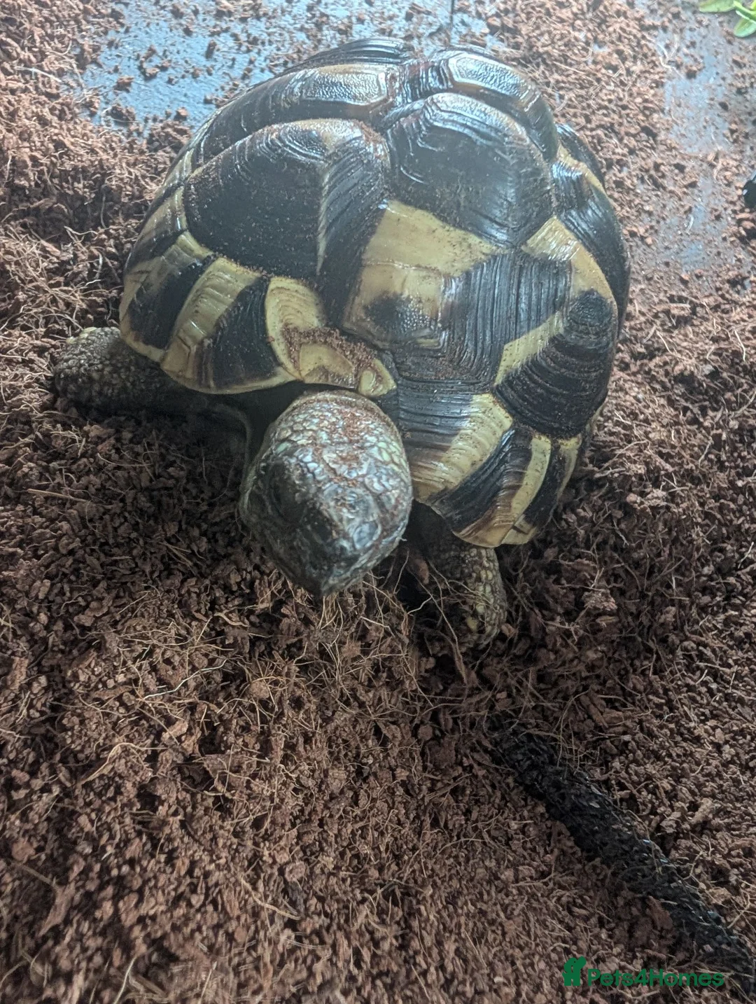 Tortoise reptiles for sale: Beautiful Horsefield tortoise 3 years old  - Advert 2