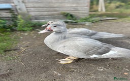 Ducks poultry for sale: 2x Friendly Young Lavender Muscovy Drakes - Image 5