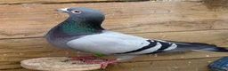 Pigeons birds for sale: Quality Racing pigeons for sale in Glasgow - Advert 7